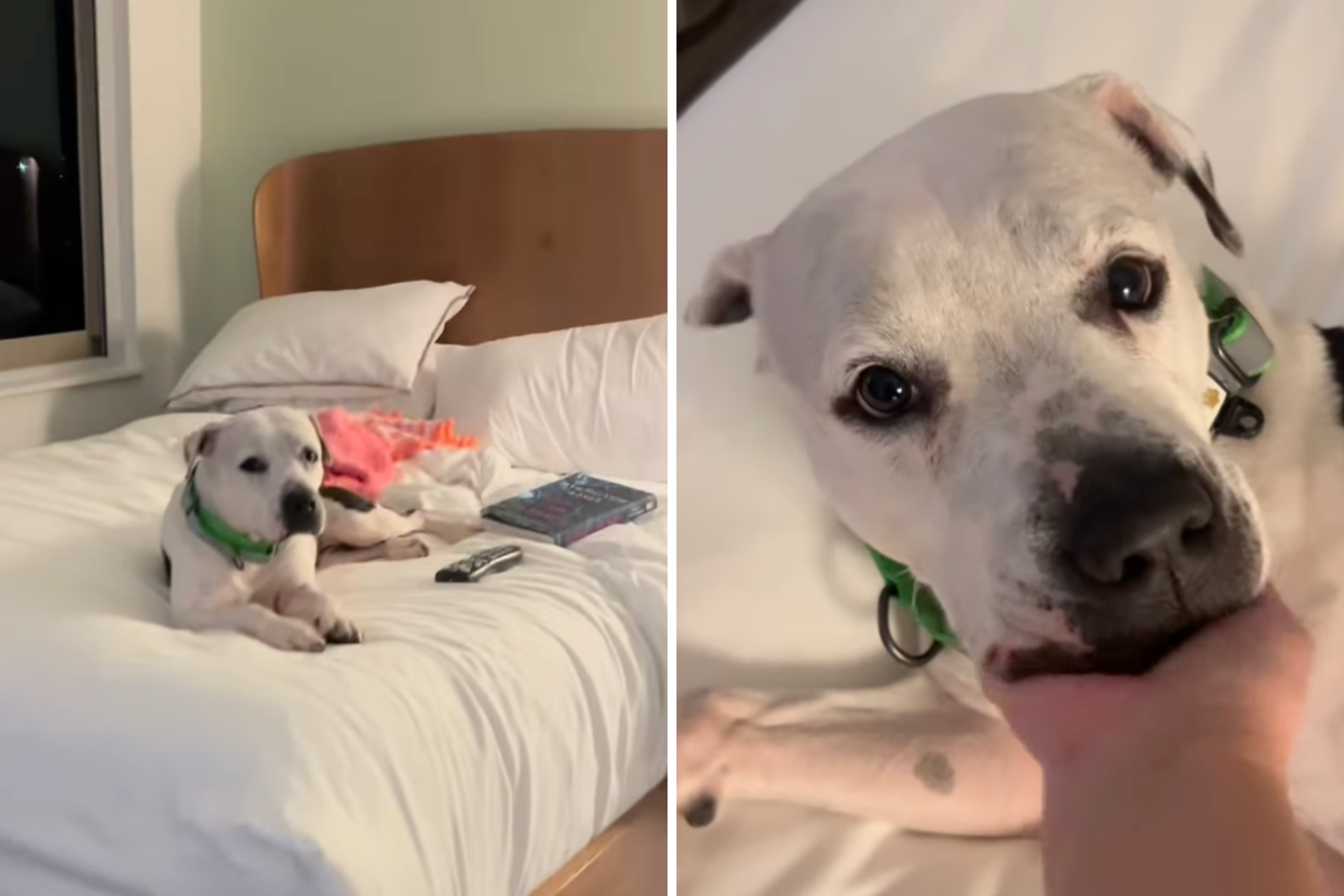 Hearts break at moment shelter dog on rare sleepover finally feels "safe"