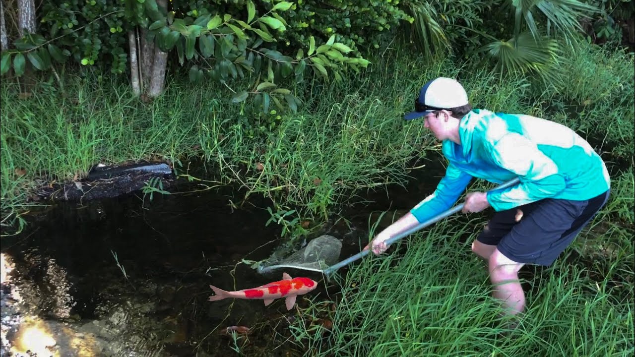 Rescue Mission – Fish Pulled From A Drying Creek