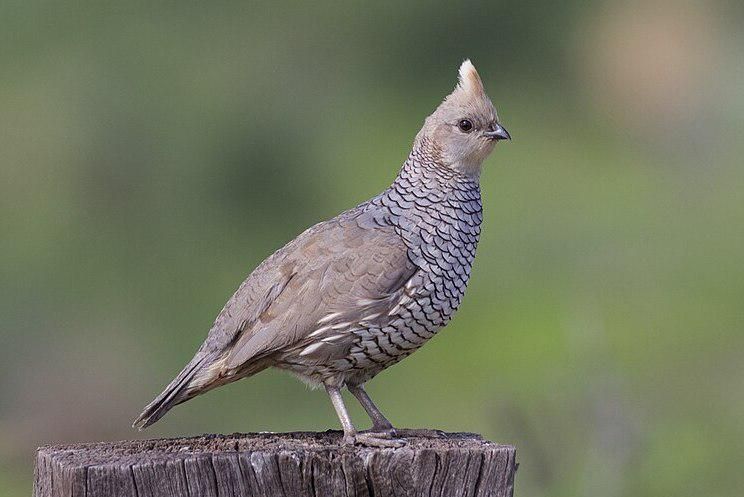7 Fakta Menarik Burung Puyuh Bersisik Amerika