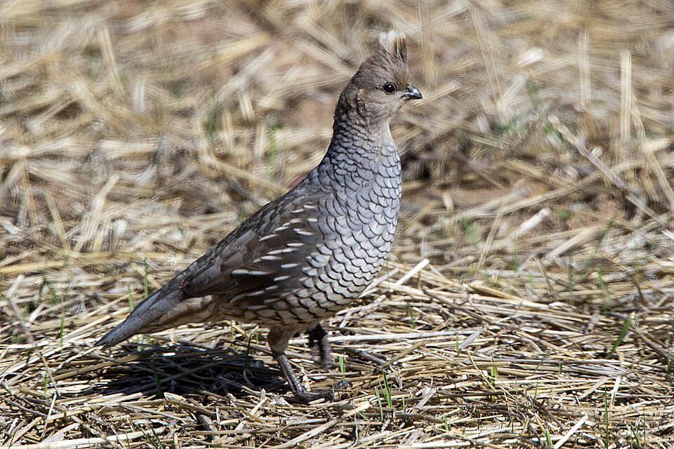 7 Fakta Menarik Burung Puyuh Bersisik Amerika