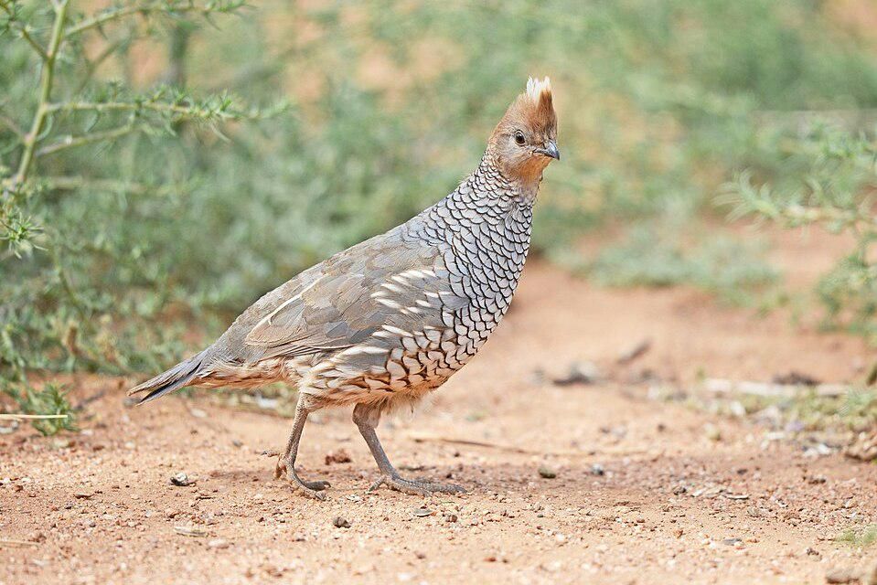 7 Fakta Menarik Burung Puyuh Bersisik Amerika