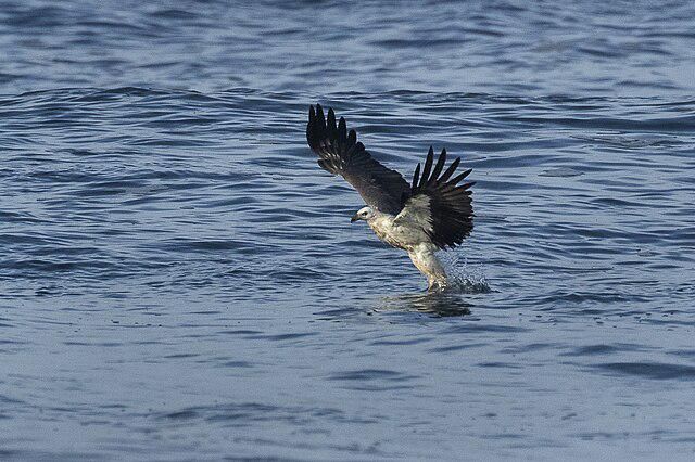 5 Fakta Menarik Elang Laut, Simbol Keberanian yang Mengagumkan