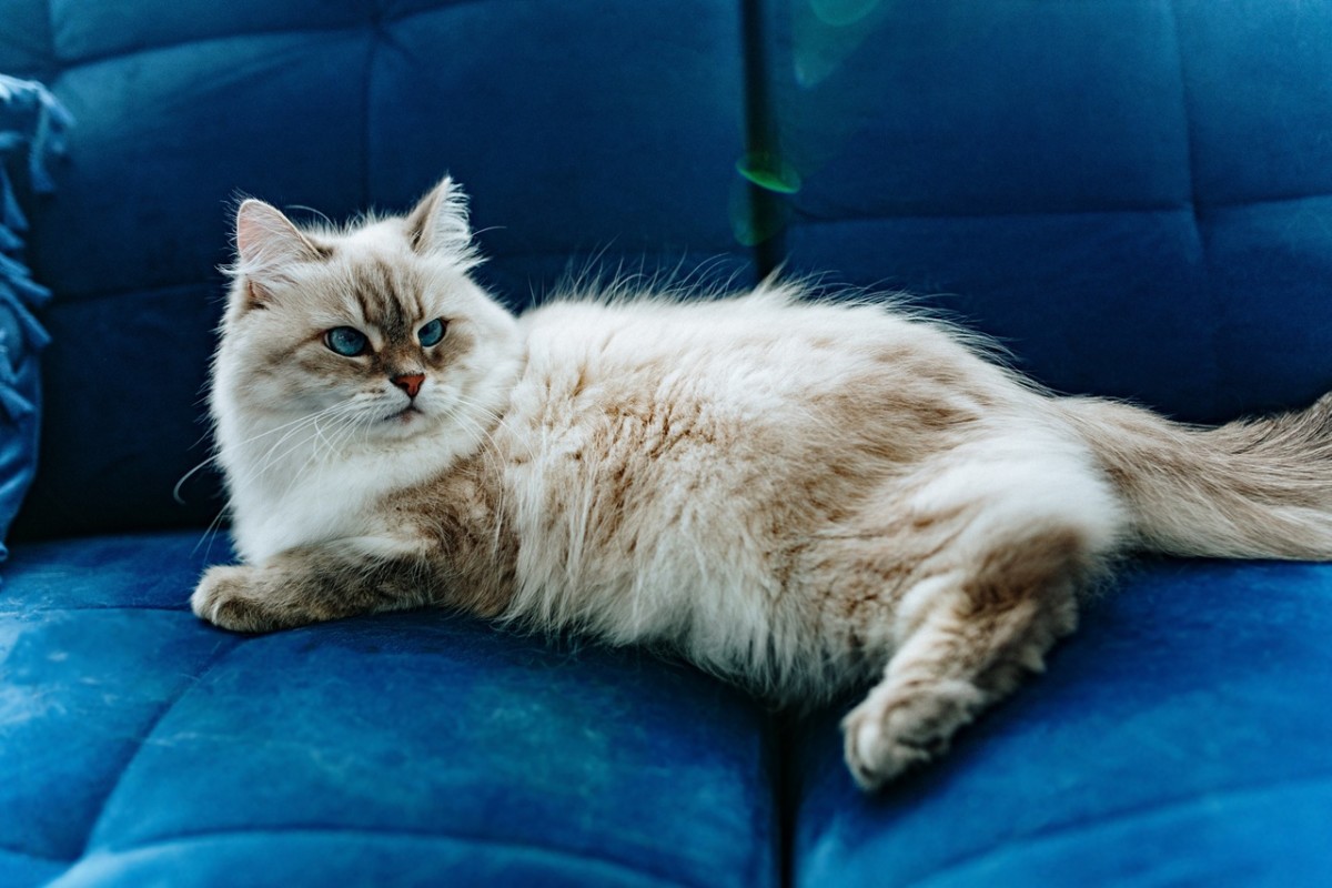 5 Cat Breeds Similar to Maine Coons, According to Vets