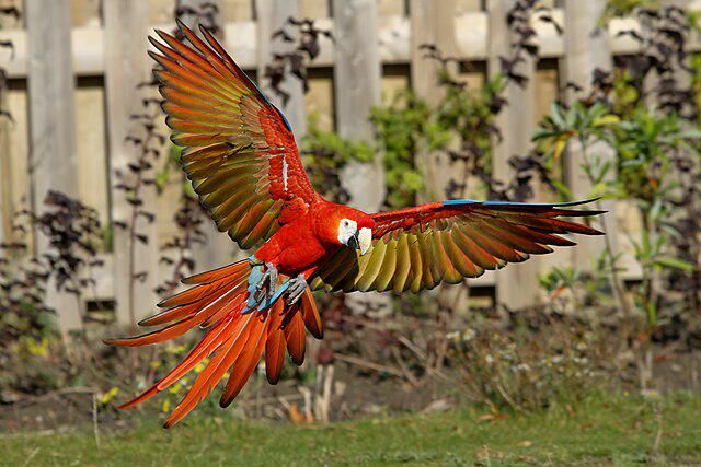Scarlet Macaw, Burung Nuri Hutan Amazon