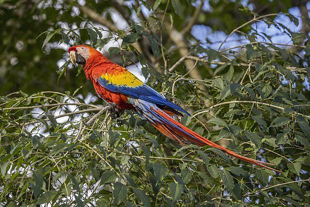 Scarlet Macaw, Burung Nuri Hutan Amazon