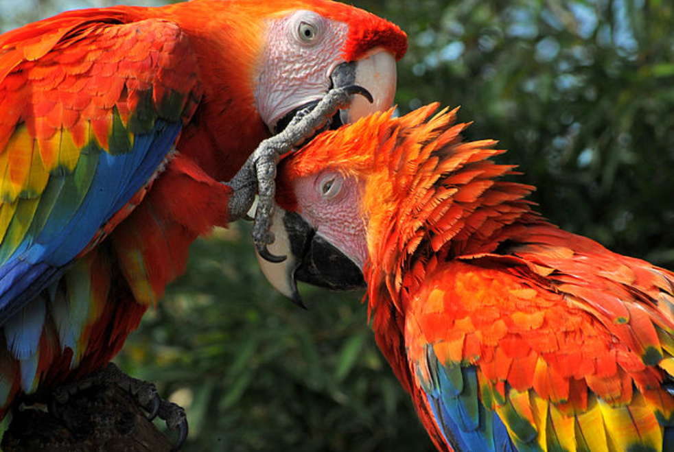 Scarlet Macaw, Burung Nuri Hutan Amazon