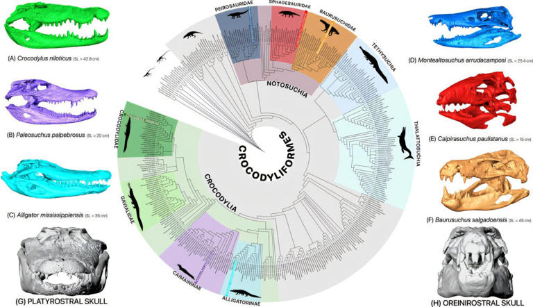 Modern crocodiles traded skull strength for streamlining as they ...