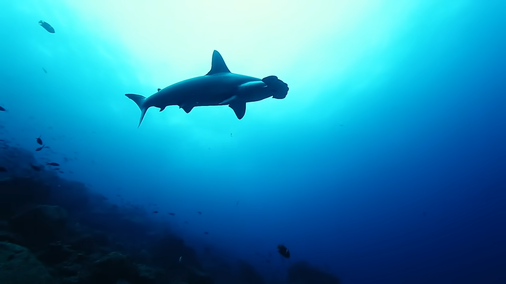 How life survives inside underwater volcanoes