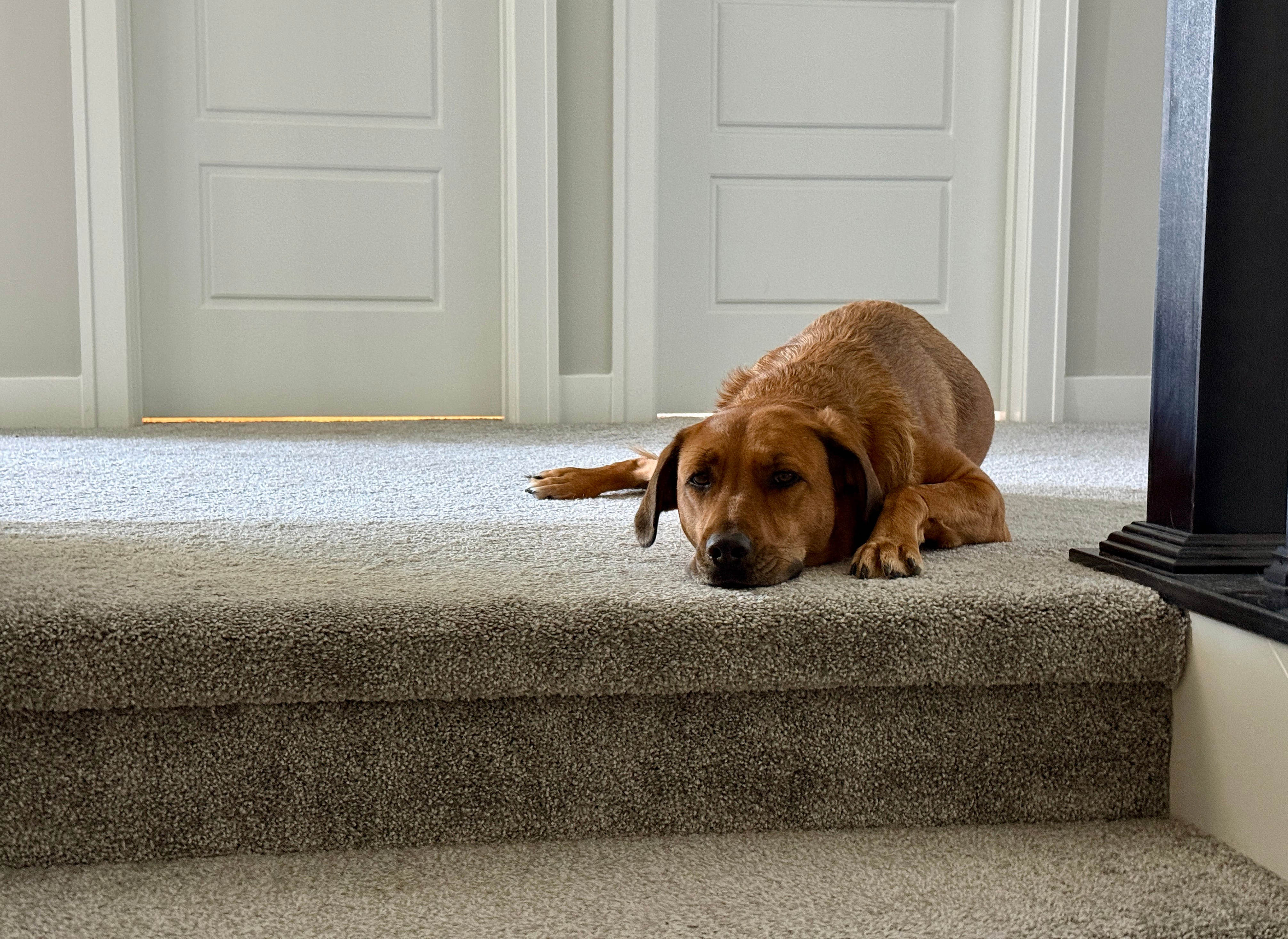 Rescue dog gets adopted, her new 8 p.m. bedtime routine goes viral