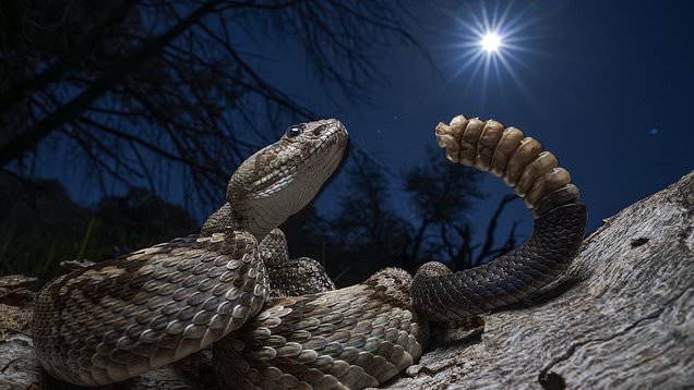 Man narrowly avoids bite from eastern diamondback rattlesnake