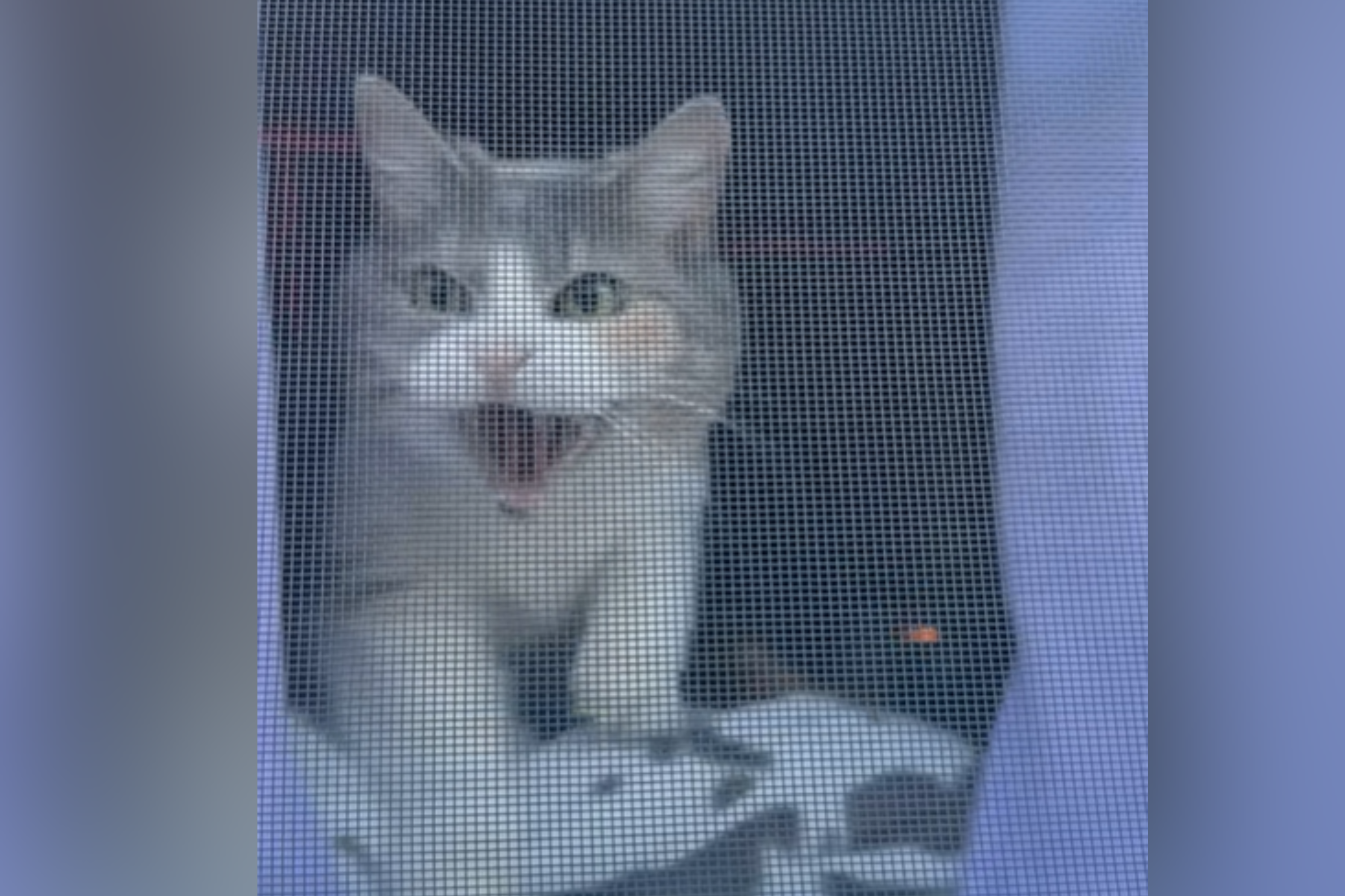 Moment cat guarding house realizes who's approaching "Is that you?"