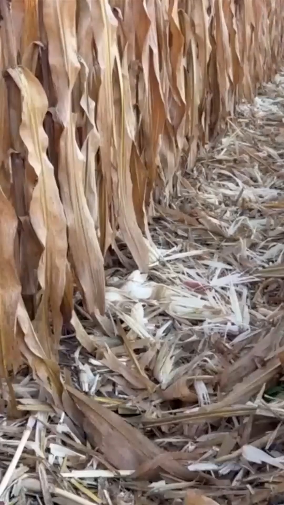 Our Cornfield is a Giant Solar Panel!