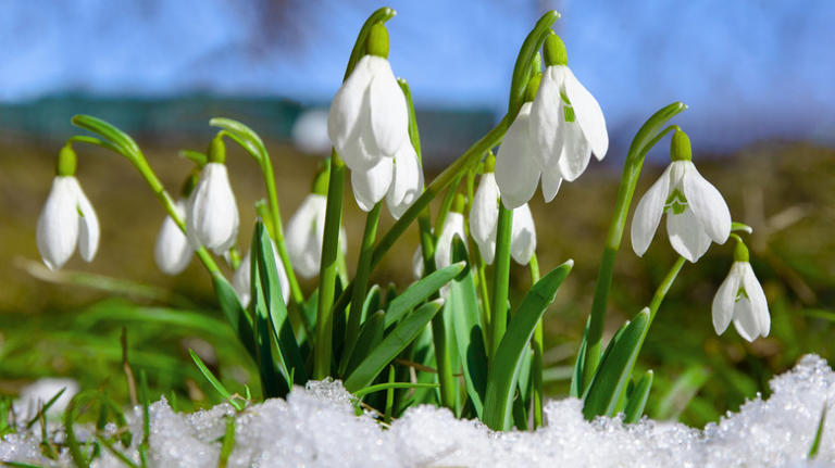 Plant These 11 Bulbs In November For A Spring Garden Bursting With Color