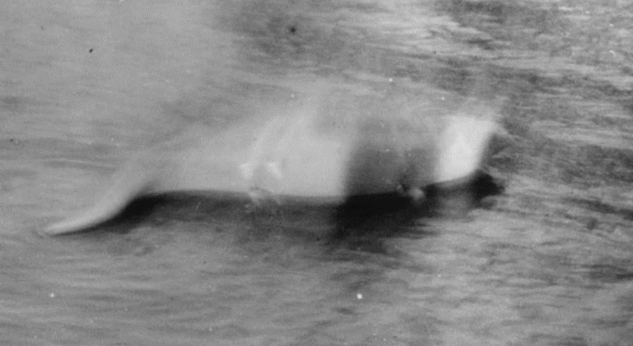Loch Ness Monster Day: Remembering the first photograph that sparked 90 ...