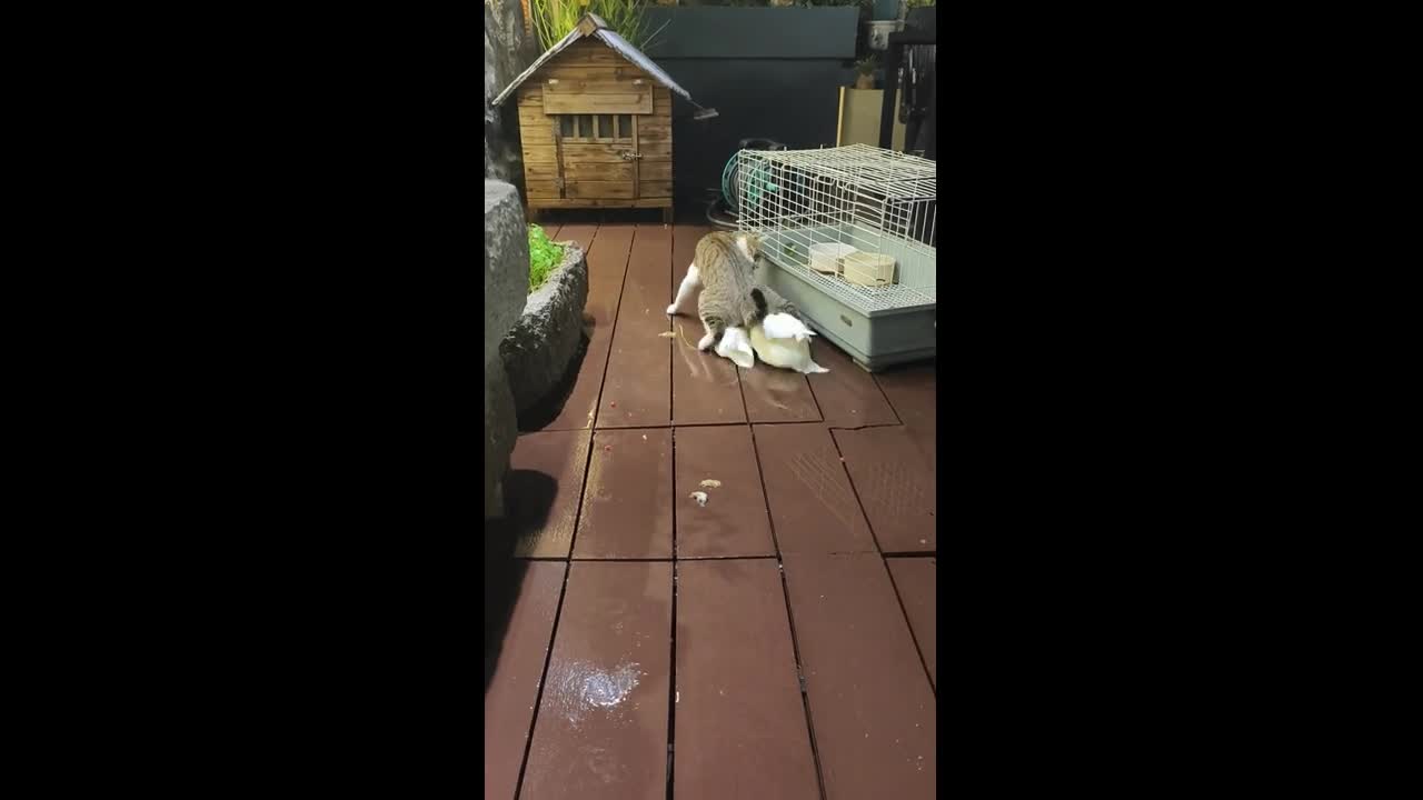 Cat hilariously tries to ride resting ducks in Zhejiang, China