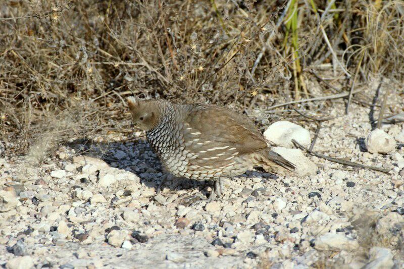 7 Fakta Menarik Burung Puyuh Bersisik Amerika