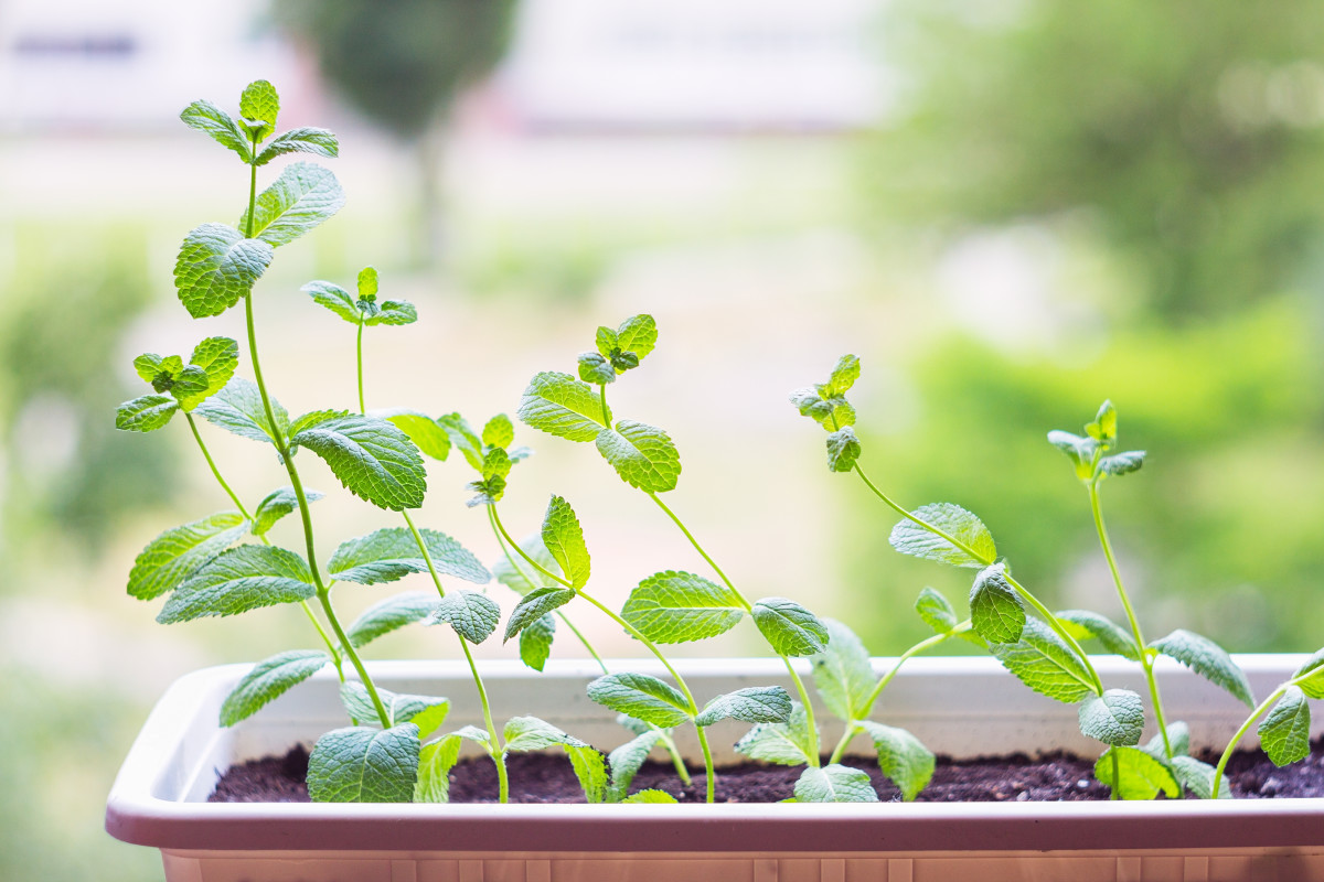 12 Best Herbs to Grow Indoors This Winter