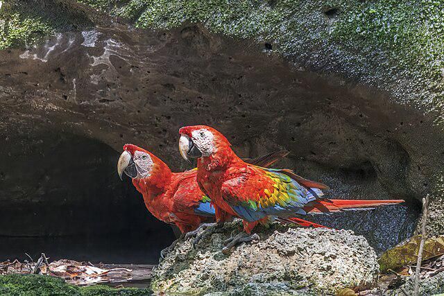 Scarlet Macaw, Burung Nuri Hutan Amazon