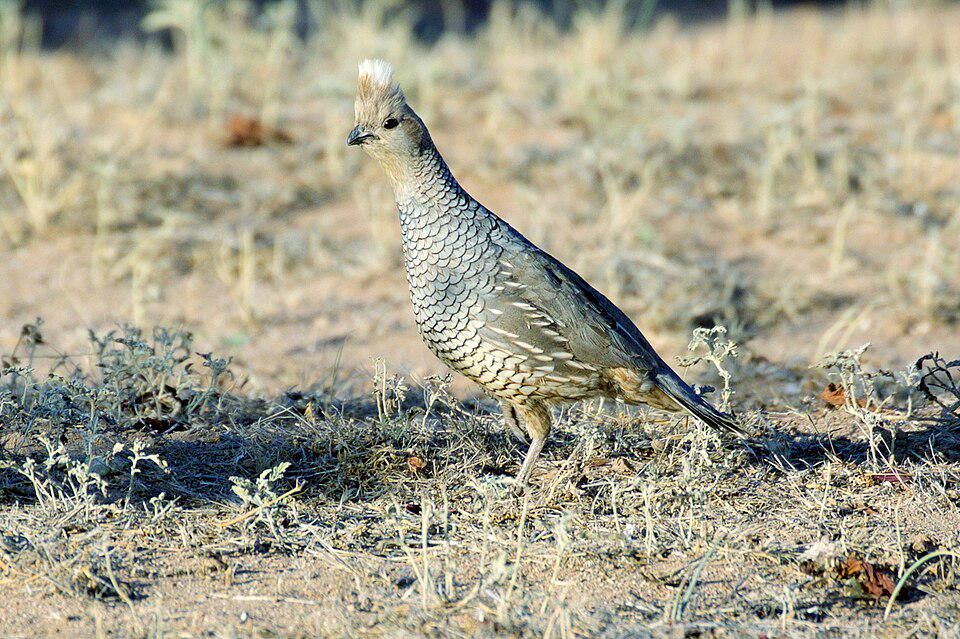 7 Fakta Menarik Burung Puyuh Bersisik Amerika