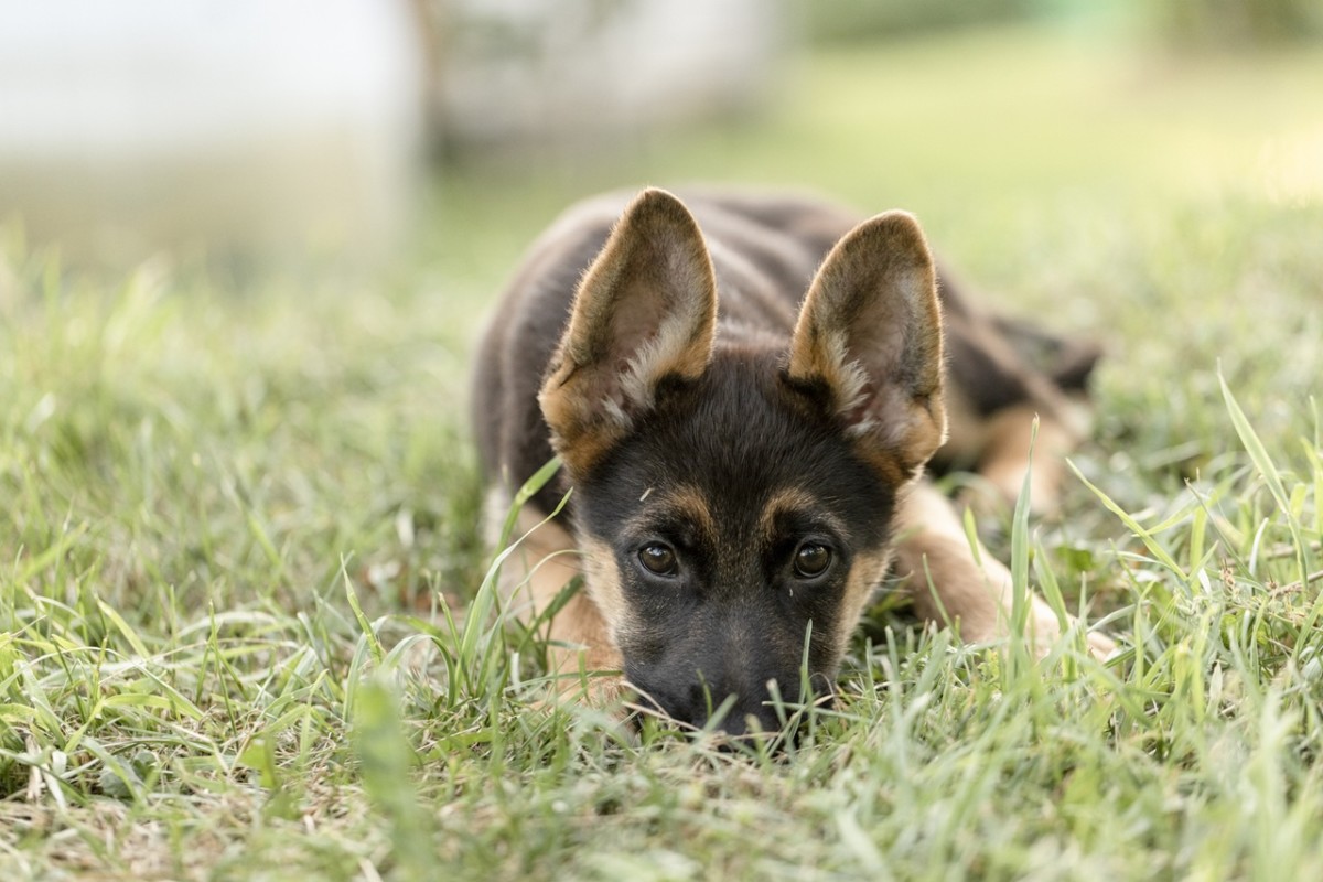 8 Signs Your German Shepherd Is Lonely, Experts Reveal
