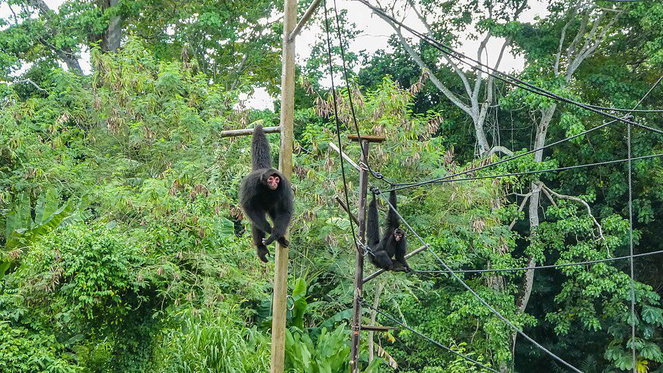 Monyet Laba-laba Muka Merah, Primata Unik dengan Kelompok Khas