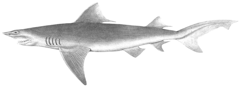 5 Fakta Menarik tentang Hiu Gigi Tombak, Penyergap dengan Habitat Unik