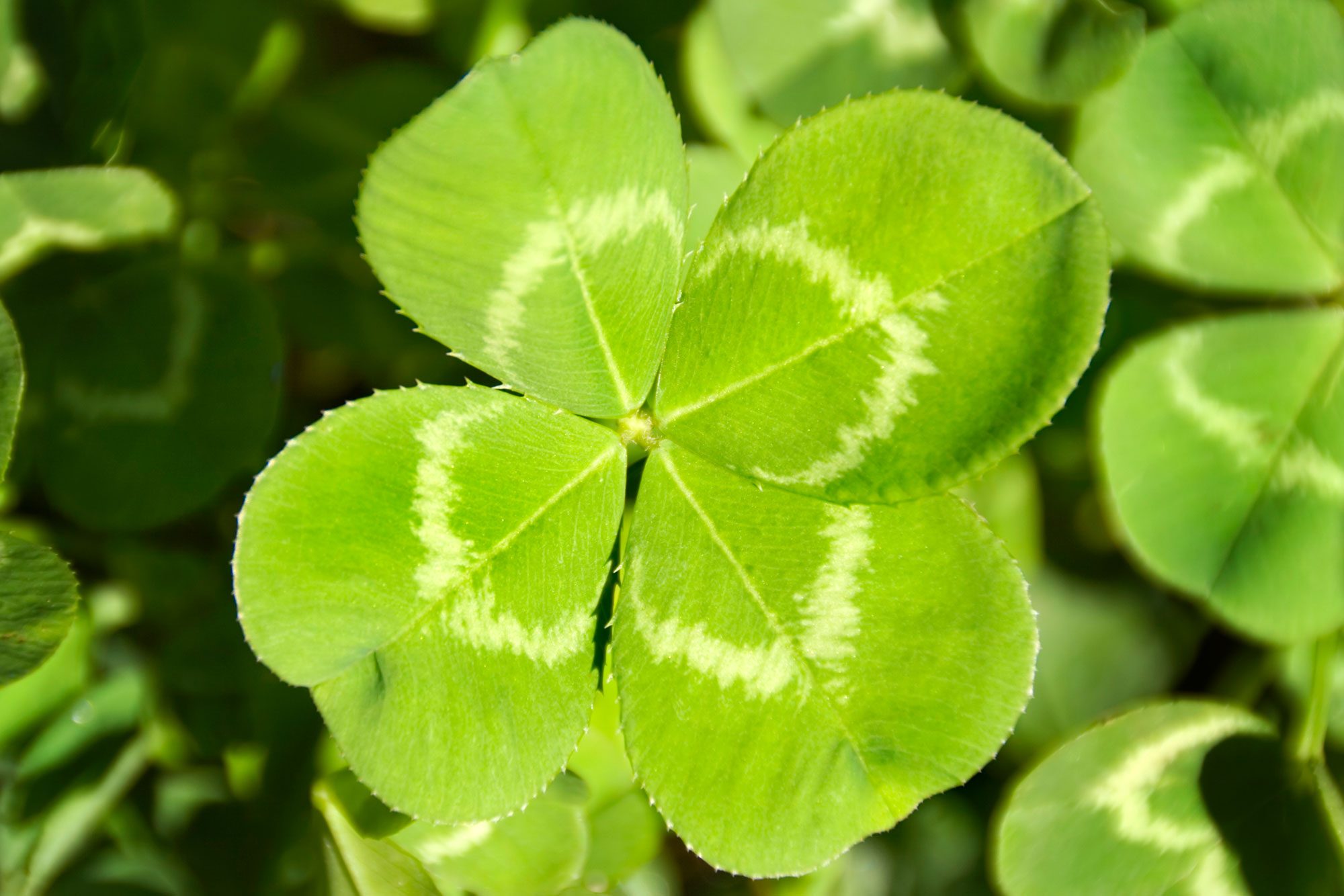 15 Good-Luck Charms from Around the World