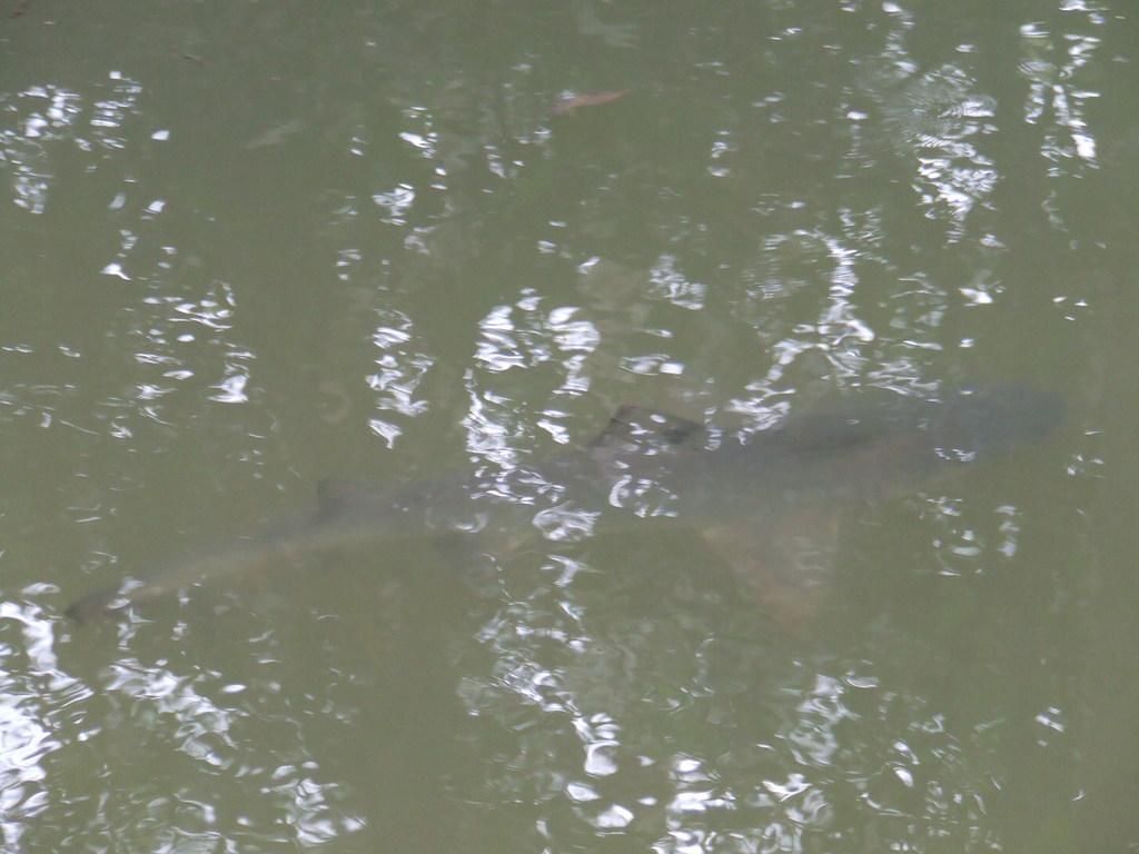 5 Fakta Menarik tentang Hiu Gigi Tombak, Penyergap dengan Habitat Unik