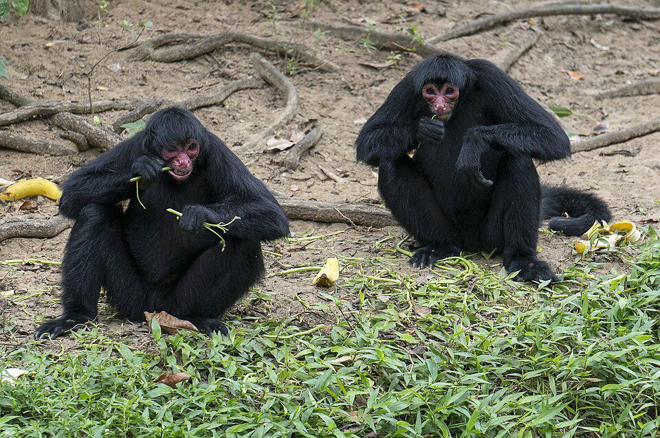 Monyet Laba-laba Muka Merah, Primata Unik dengan Kelompok Khas