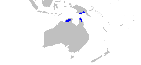 5 Fakta Menarik tentang Hiu Gigi Tombak, Penyergap dengan Habitat Unik