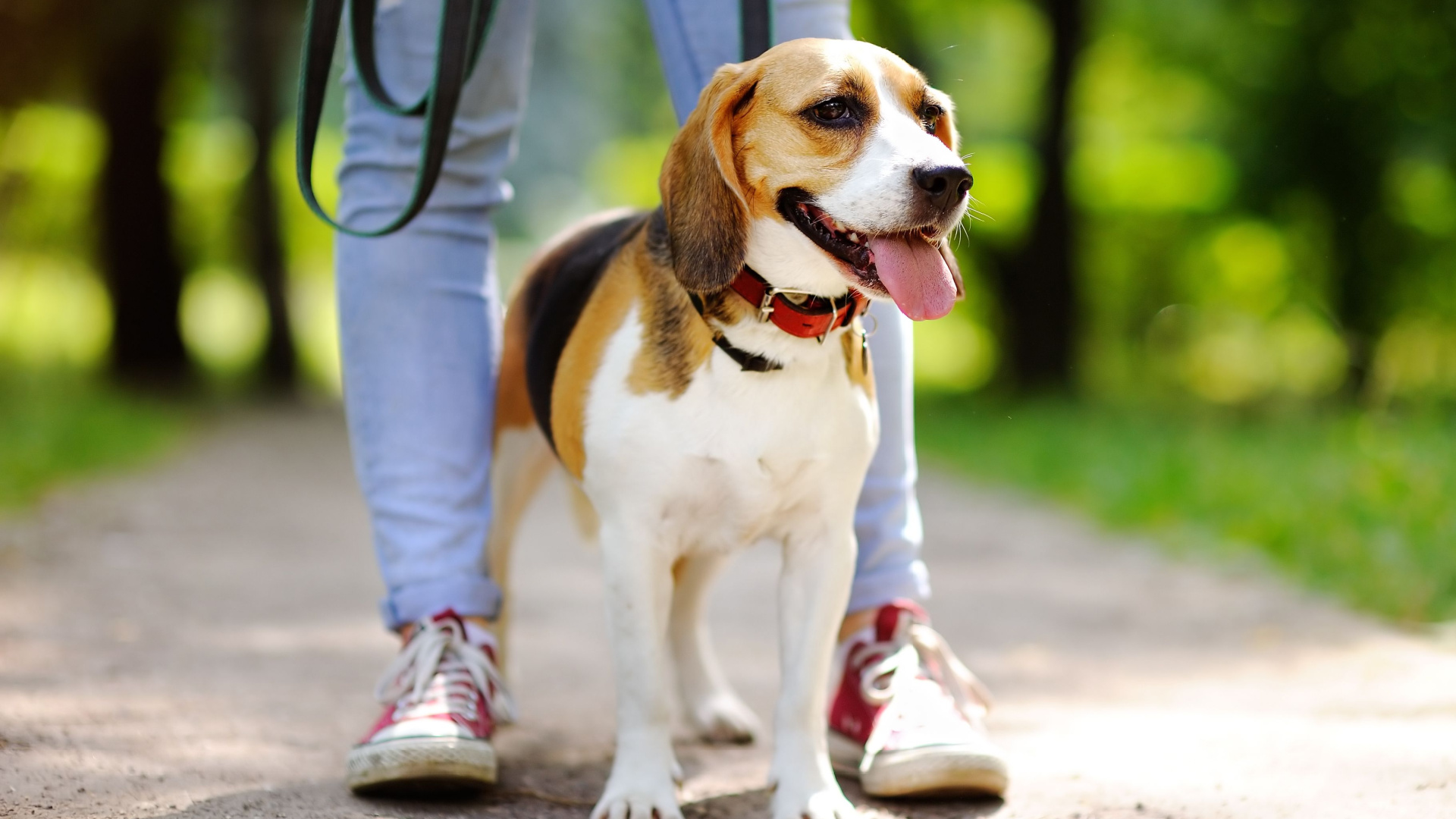 The One Thing Experts Say Not To Do After A Dog Walk