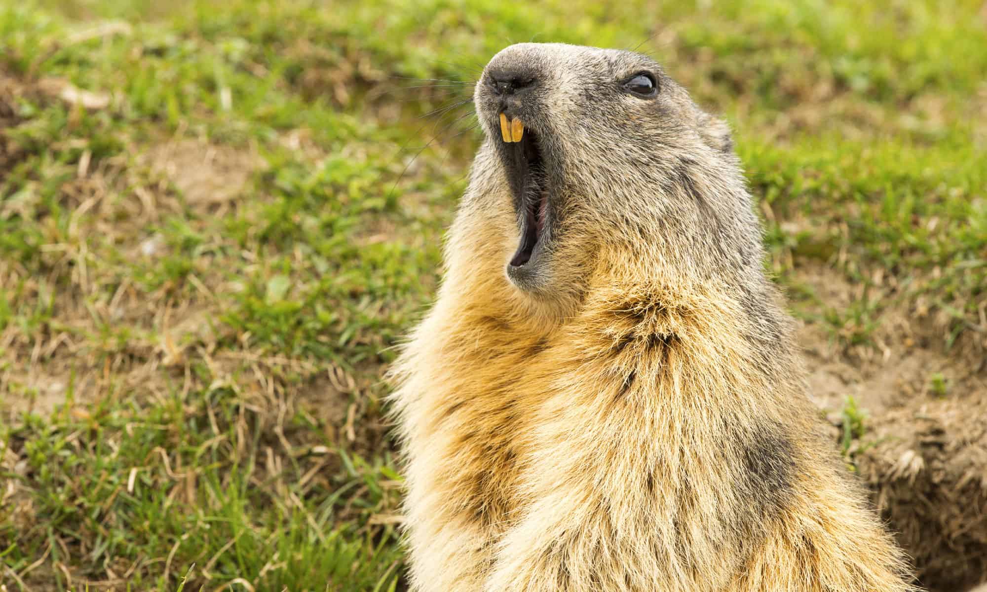 What's the Difference Between a Groundhog and a Gopher?