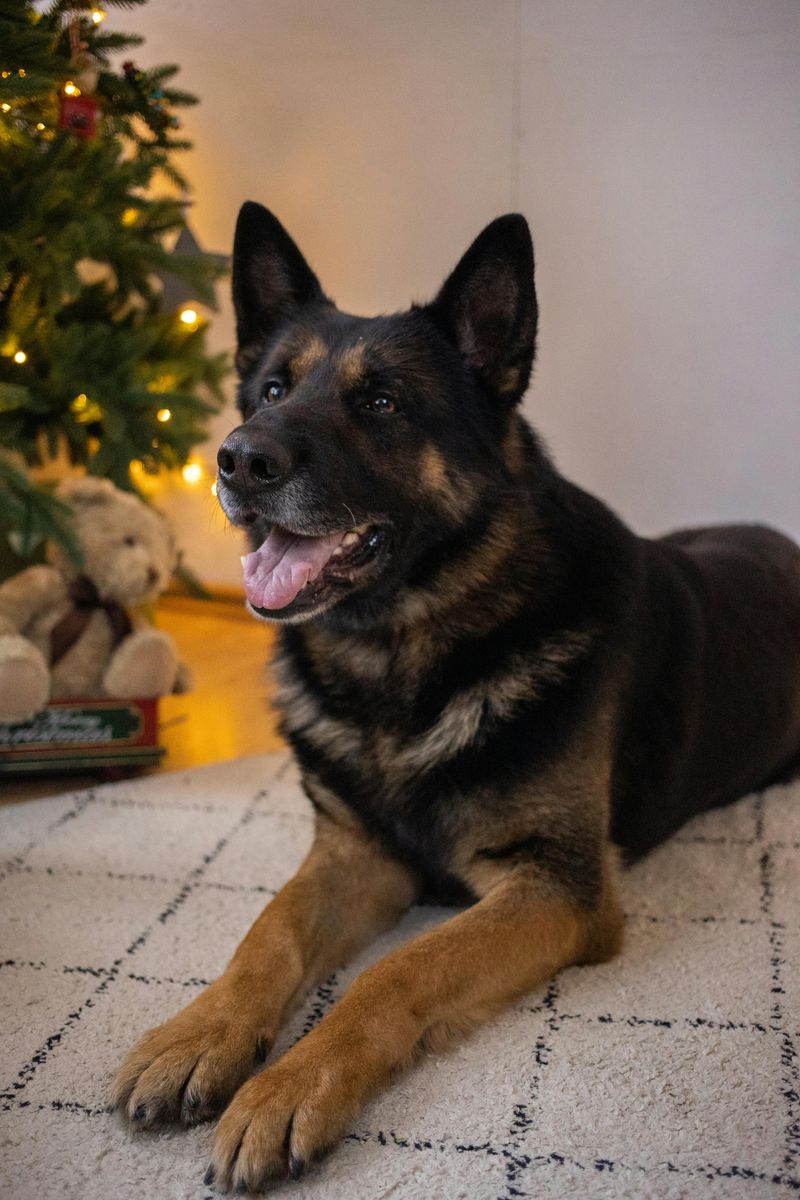 10 Dog Breeds Changed For The Worse By Selective Breeding