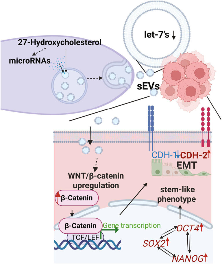 Researchers aim to disrupt breast cancer line of communication and ...