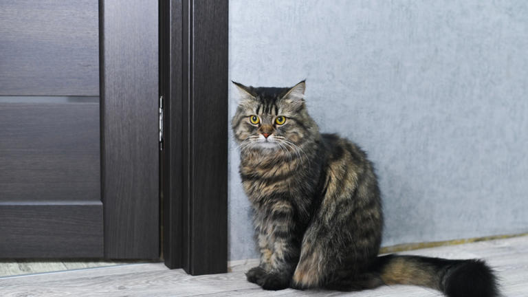 Signs Your Cat Might Be Seeing Something You’re Not Seeing At Home