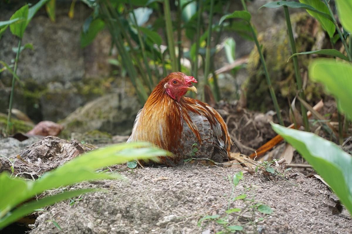 Berapa Lama Ayam Mengerami Telur? Ini Fakta Pentingnya!