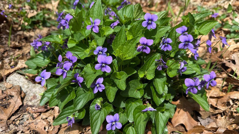 The Flowering Ground Cover That Pairs Beautifully With Ferns & Hostas
