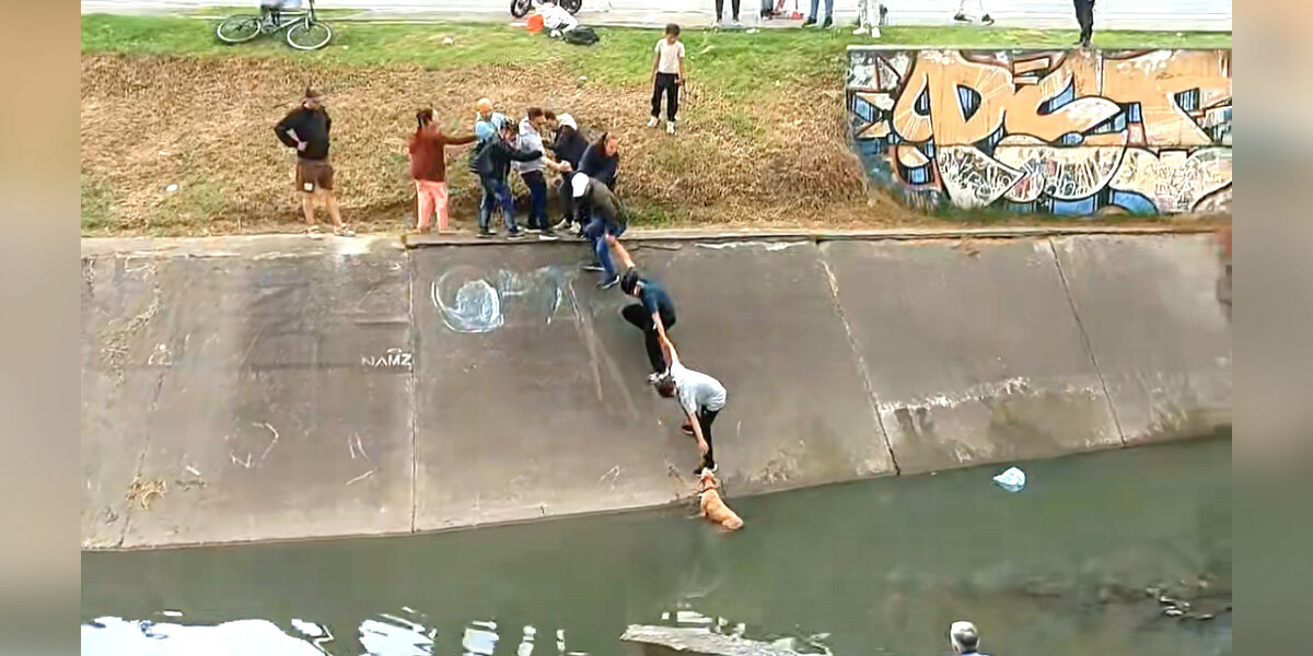 Faith Restored As Neighbors Form Human Chain To Save Dog Trapped In Canal