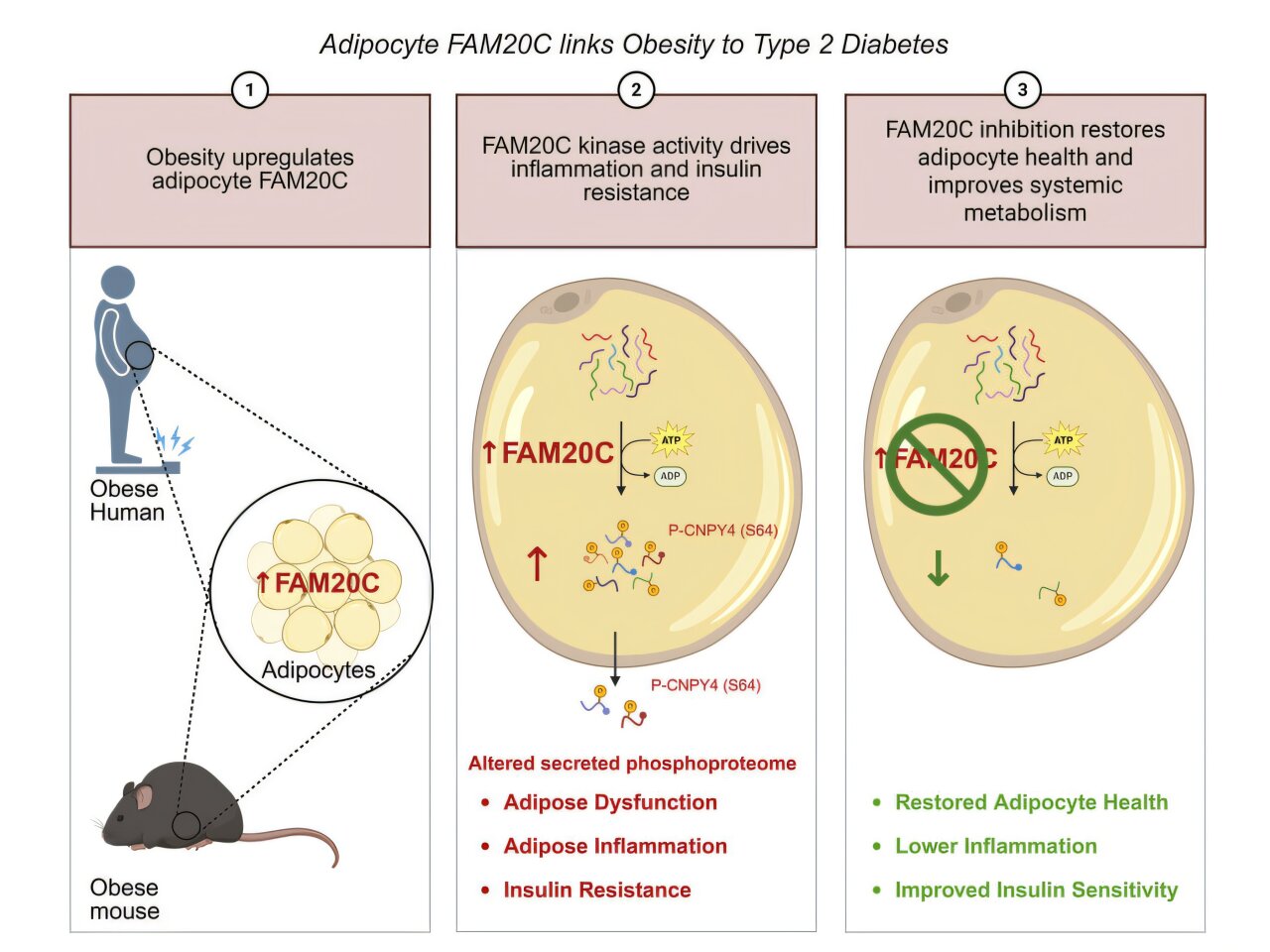 Blocking gene improves metabolic health in obese mice without weight loss
