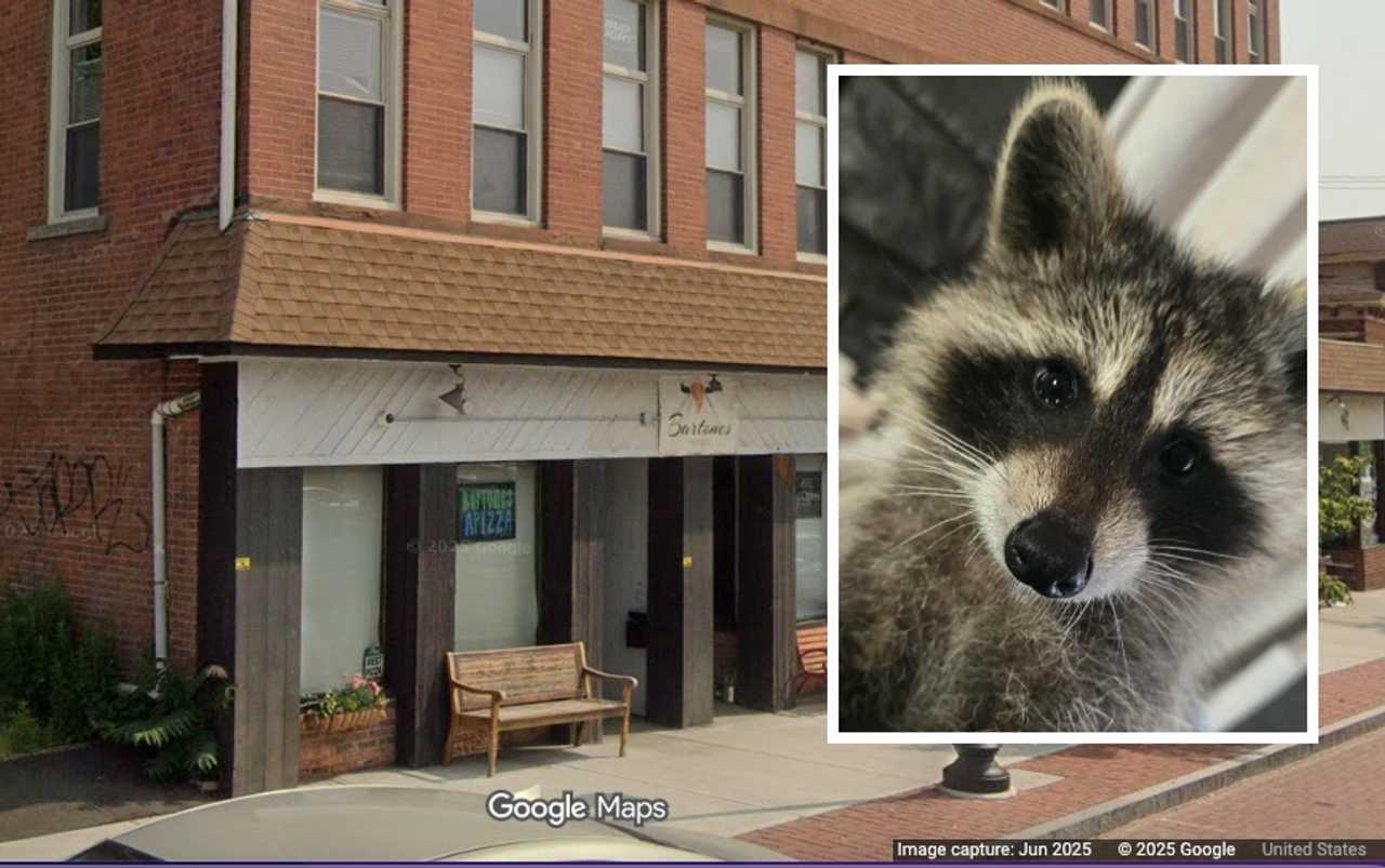 State Seizes Baby Raccoon From CT Pizzeria Owner Grieving 7-Year-Old ...