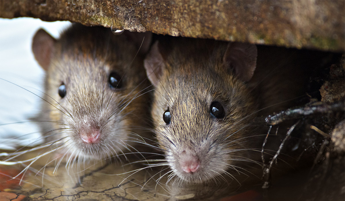 Rats Rampage: Irish Cold Fuels Infestation Crisis