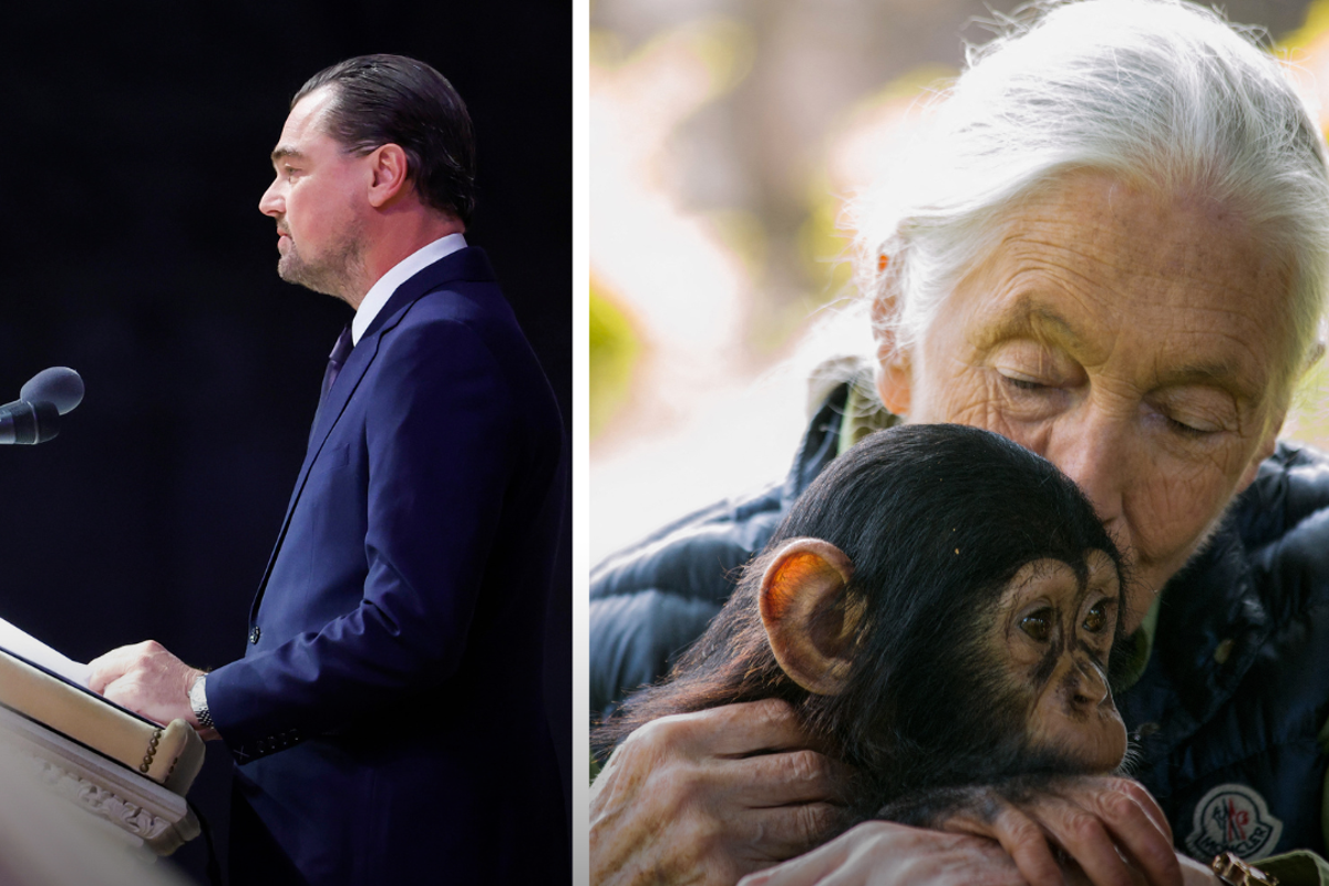 Video Leonardo DiCaprio’s touching tribute to Jane Goodall(02)