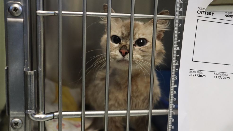 Dozens of malnourished, dead cats found in U-Haul lead to cruelty ...