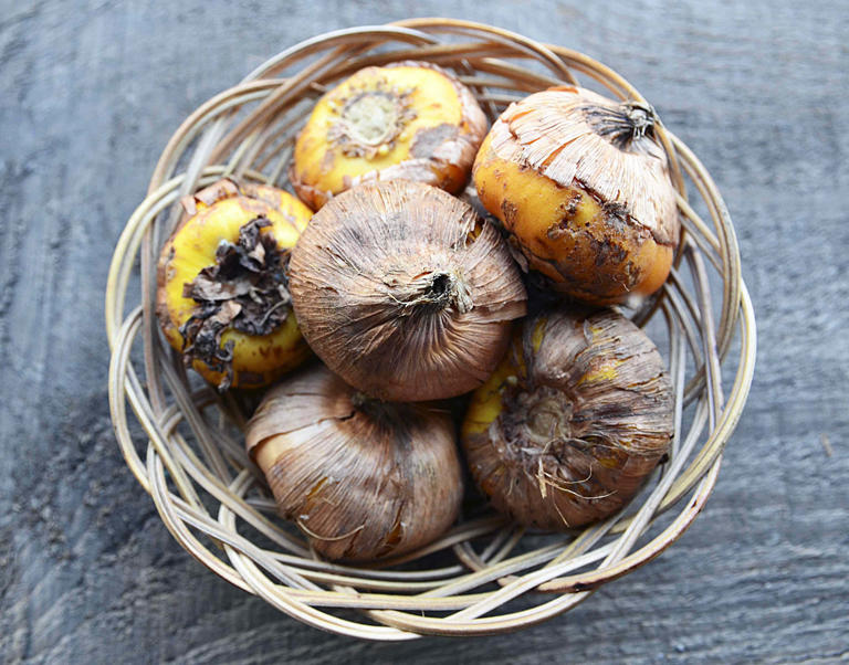 How to store bulbs now so they bloom better than ever next spring