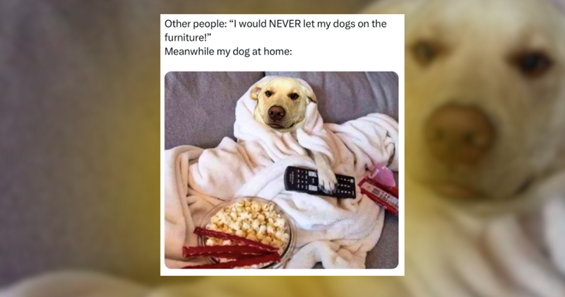 33 Rags to Riches Rescue Dog Memes for Canine Lovers in the Mood for a ...