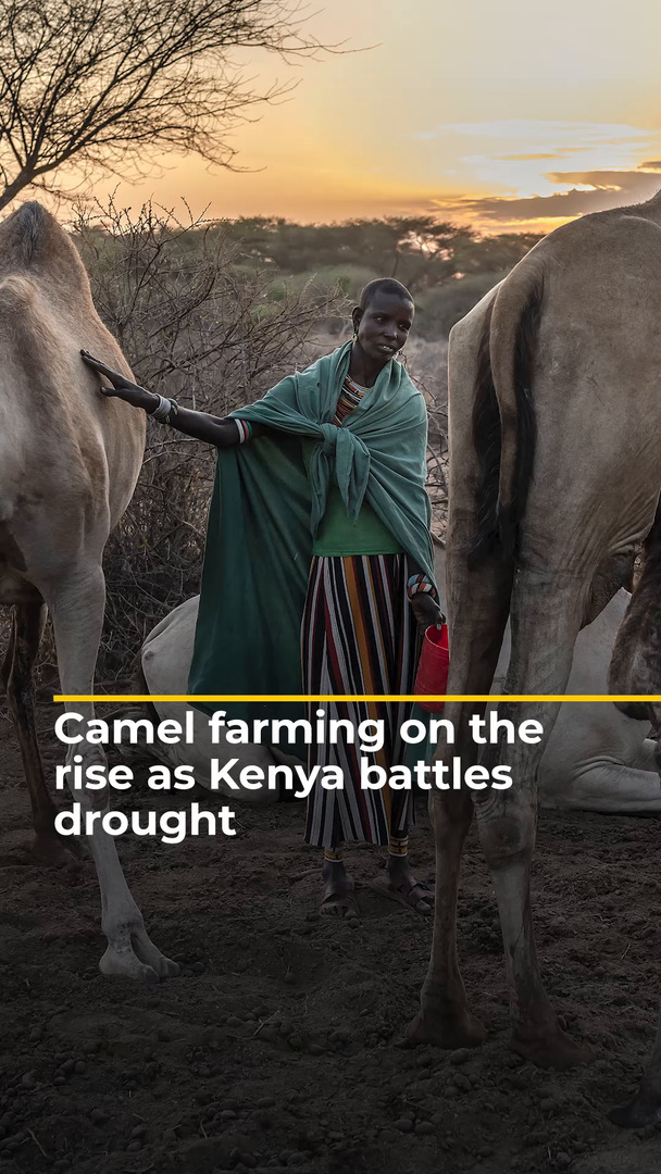 Camel farming on the rise as Kenya battles drought