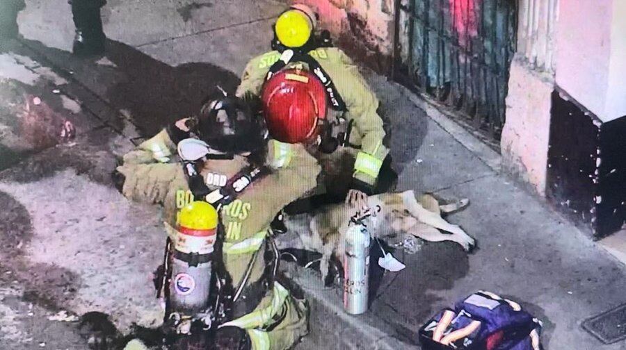 Heroico rescate: bomberos de Medellín salvaron a un perro atrapado en ...