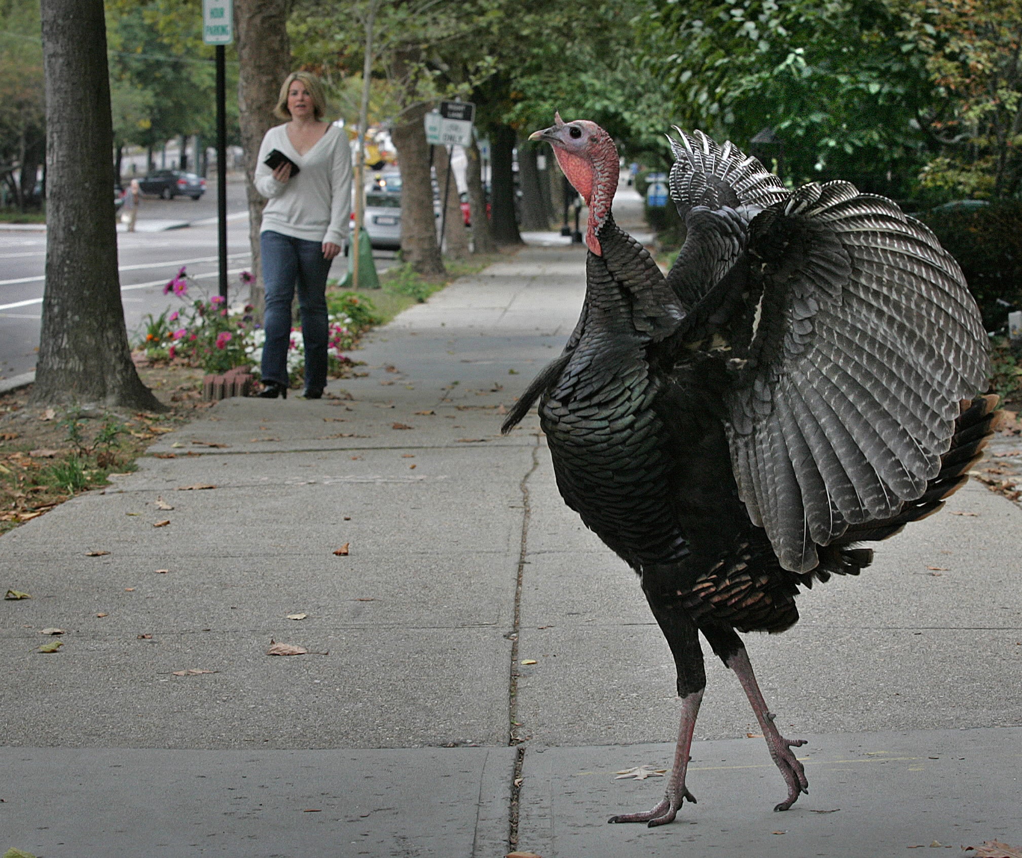Where have you spotted wild turkeys in Greater Boston? Send us your photos.