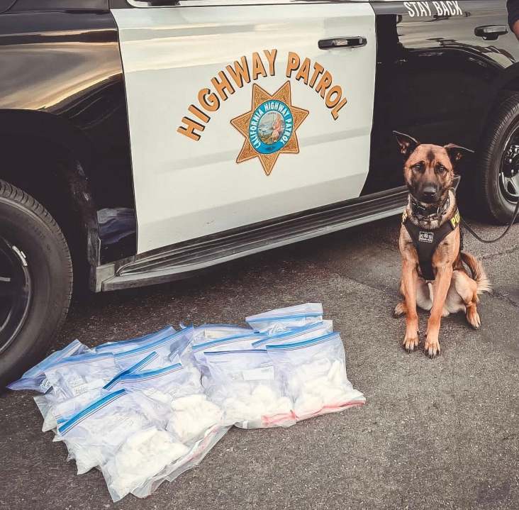 K9 ‘Jag’ of CHP finds $272K in meth during I-5 bust