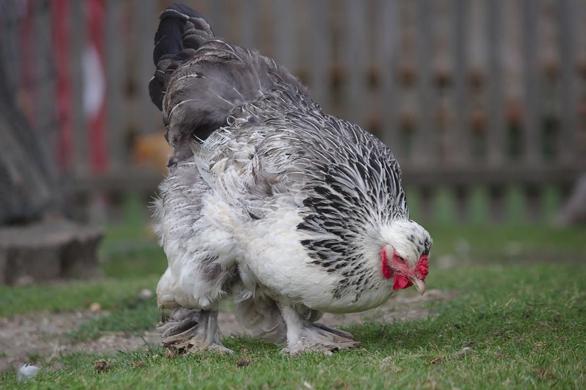 Berapa Lama Ayam Mengerami Telur? Ini Fakta Pentingnya!